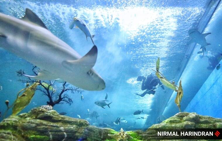 The Science City Of Ahmedabad Adds Lemon Sharks